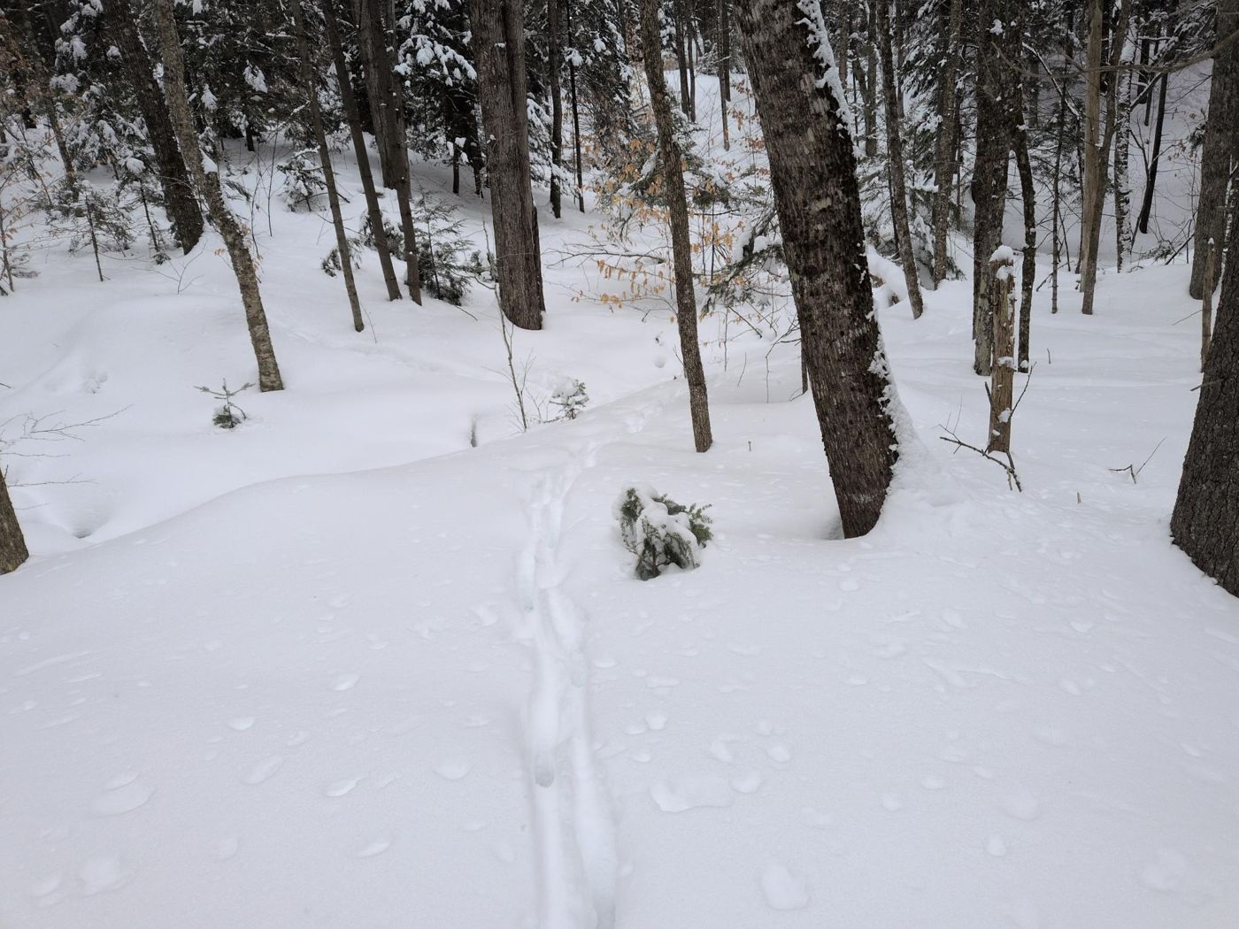 animal tracks across the snowy trail at Bartertowne, Canaan New Hampshire