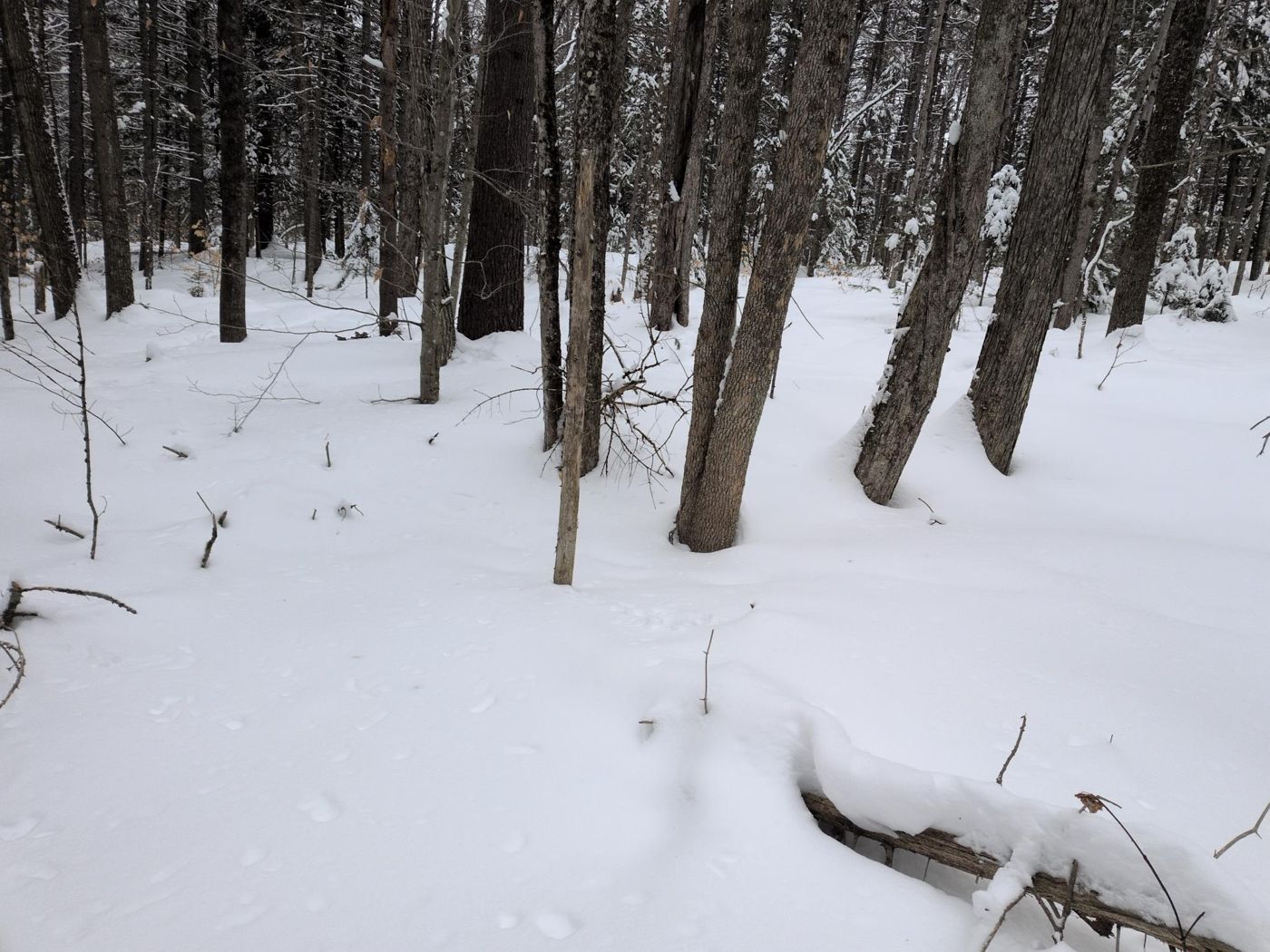 birch and pine woods in winter snow at Bartertowne, Canaan New Hampshire