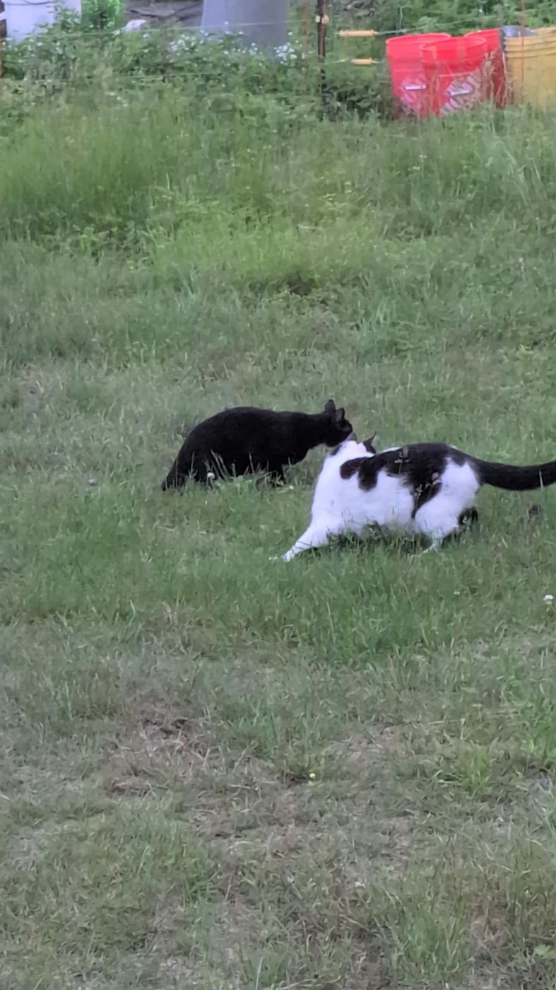 black and white cat prowling the meadow at Bartertowne, Canaan New Hampshire