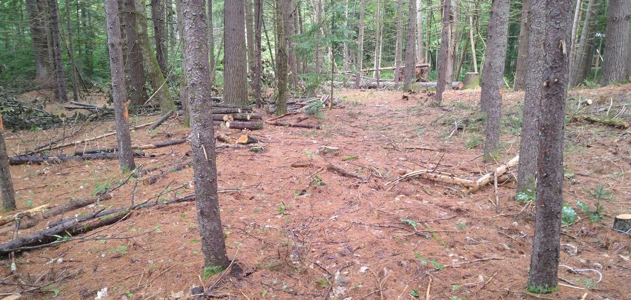 cleared forest floor among the pines at Bartertowne, Canaan New Hampshire