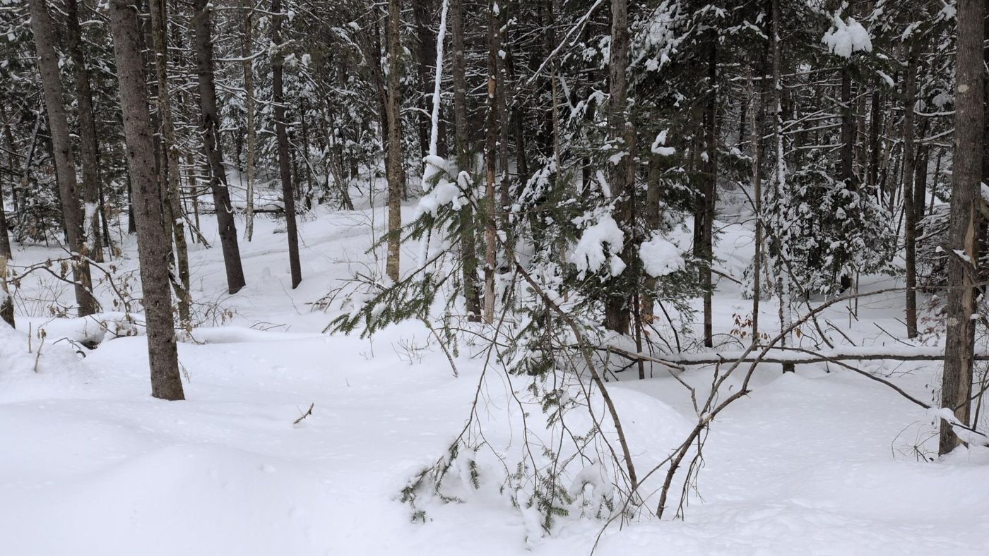 dense snowy forest with fresh powder at Bartertowne, Canaan New Hampshire