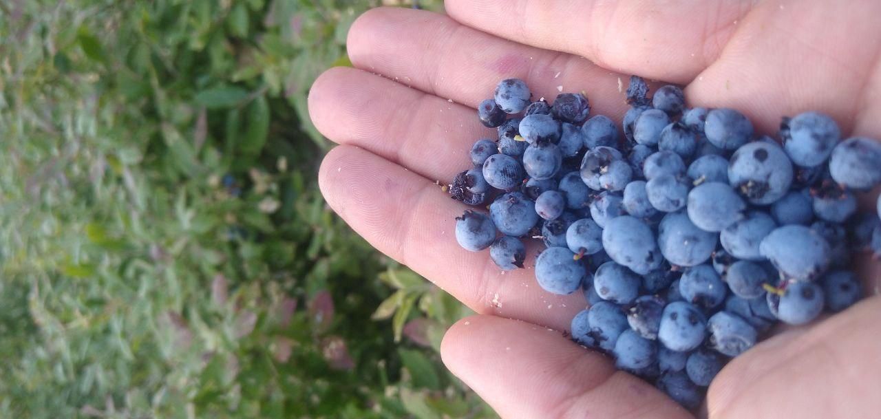 handful of fresh picked wild blueberries at Bartertowne, Canaan New Hampshire