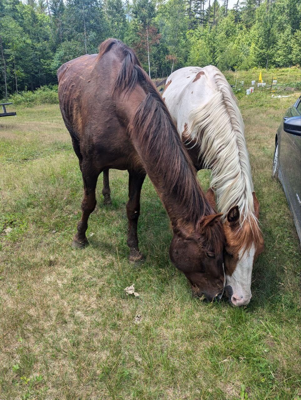 horse grazing by the campsite at Bartertowne, Canaan New Hampshire