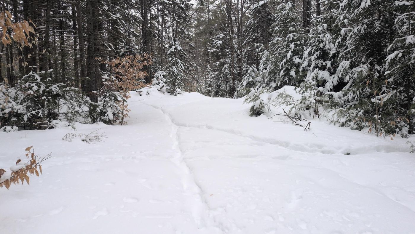 snow covered evergreen trail at Bartertowne, Canaan New Hampshire