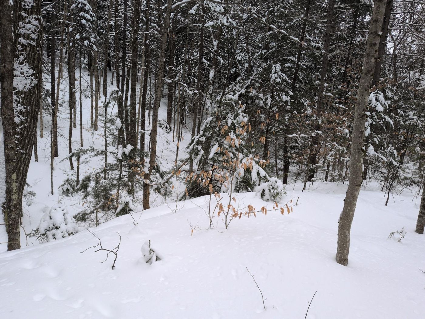 snow dusted mixed forest hillside at Bartertowne, Canaan New Hampshire
