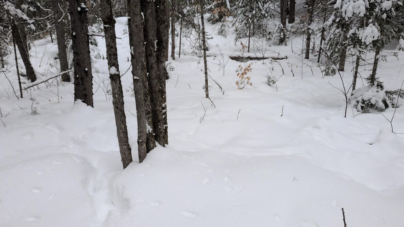 snow filled clearing in the winter woods at Bartertowne, Canaan New Hampshire