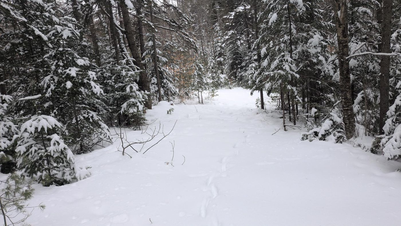 snowy trail through the evergreens at Bartertowne, Canaan New Hampshire