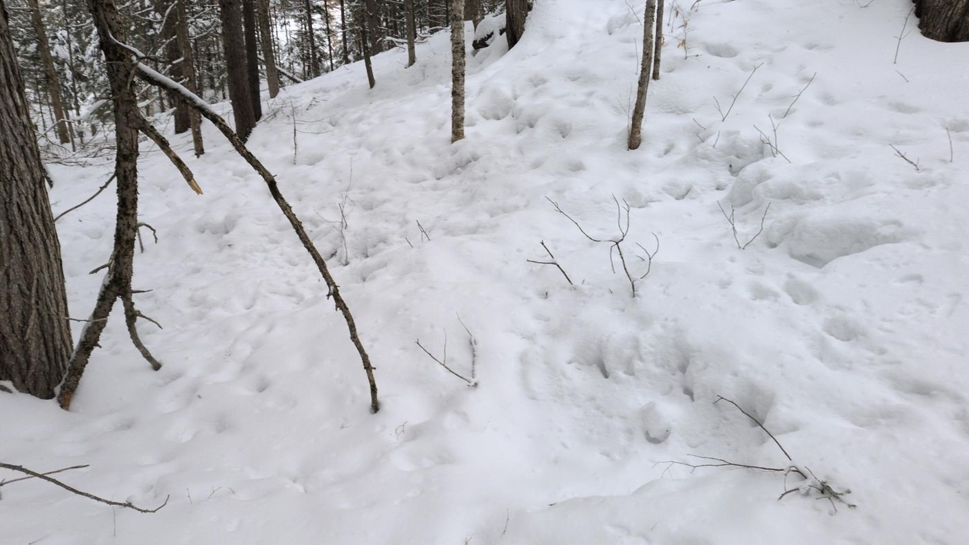 steep snowy embankment in the forest at Bartertowne, Canaan New Hampshire