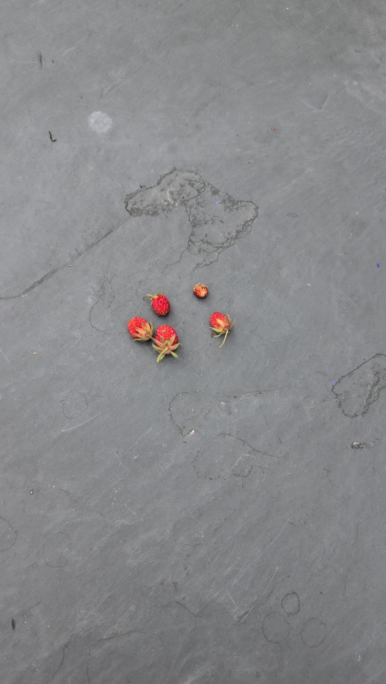 strawberries on a slate slab at Bartertowne, Canaan New Hampshire