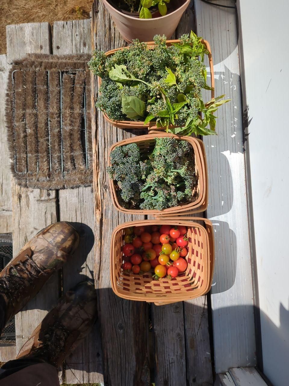 the days harvest in garden baskets at Bartertowne, Canaan New Hampshire