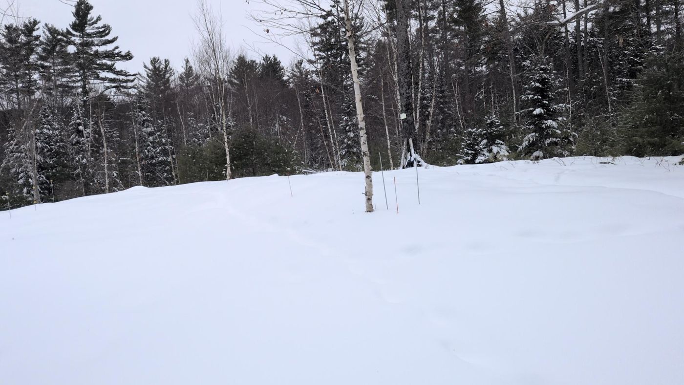 wide snowfield ringed by tall pines at Bartertowne, Canaan New Hampshire
