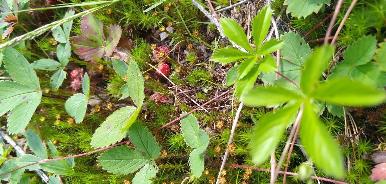 wild strawberry plants in the grass at Bartertowne, Canaan New Hampshire